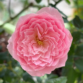Wanshan Rose