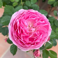 Wanshan Rose