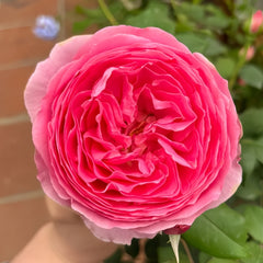 Wanshan Rose