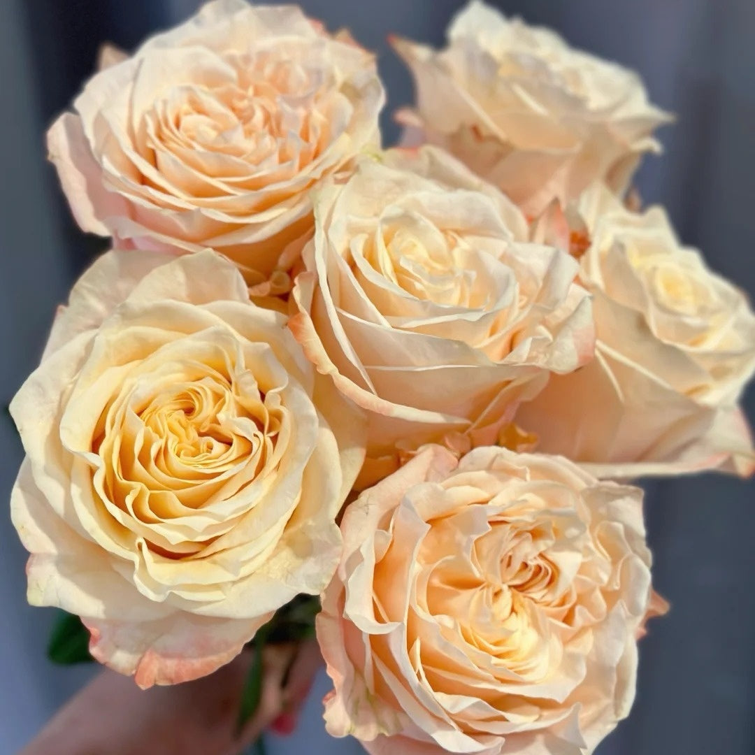 Warm Cream Puff Rose