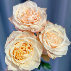 Warm Cream Puff Rose