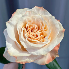 Warm Cream Puff Rose