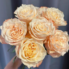 Warm Cream Puff Rose