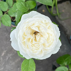 Wedding Road Rose