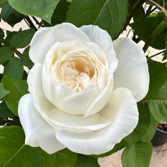 Wedding Road Rose