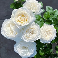 Wedding Road Rose