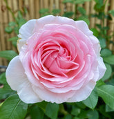 Wellenspiel Rose