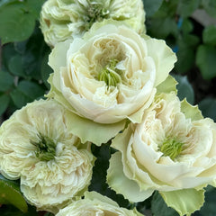 Whitby abbey Rose