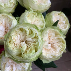 White Kahala Rose