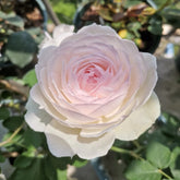 Xiangsaixue Rose