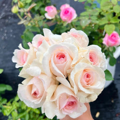Xiangsaixue Rose