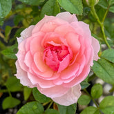 YINGYING PINK Rose