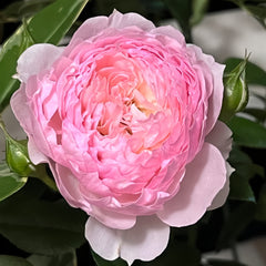 YINGYING PINK Rose
