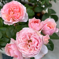 YINGYING PINK Rose
