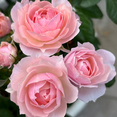 YINGYING PINK Rose