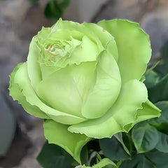 Yagi Green Rose