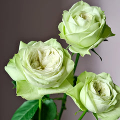Yagi Green Rose
