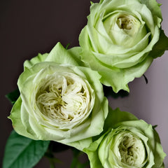 Yagi Green Rose