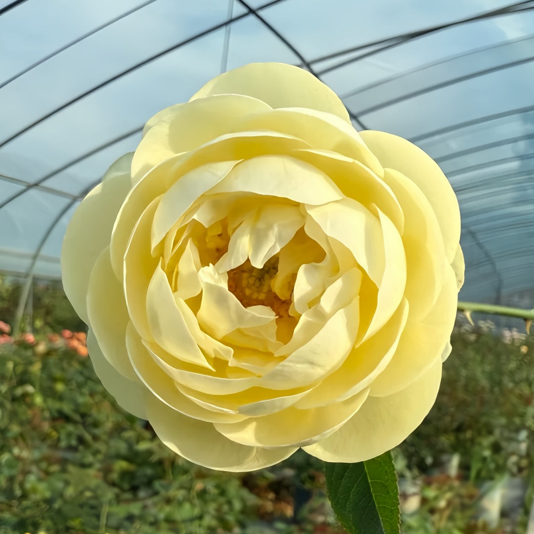 Yellow Ambridge Rose