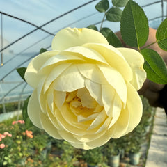 Yellow Ambridge Rose