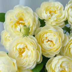 Yellow Ambridge Rose