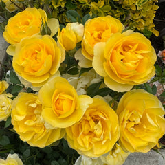 Yellow Juicy Terrazza Rose