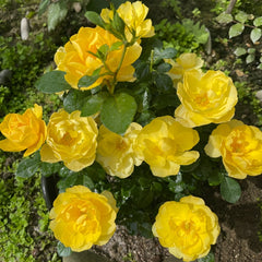 Yellow Juicy Terrazza Rose