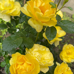 Yellow Juicy Terrazza Rose