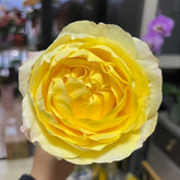 Yellow beauty Rose