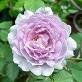 YinYin Qing Rose