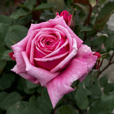 Yua Rose