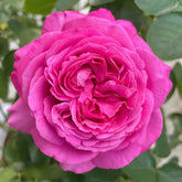 Yves Piaget rose