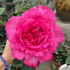 Yves Piaget rose