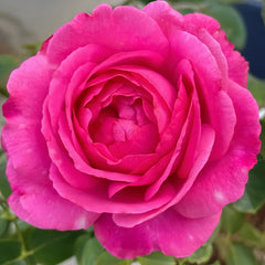 Yves Piaget rose