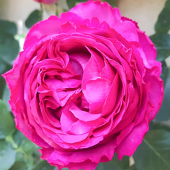 Yves Piaget rose