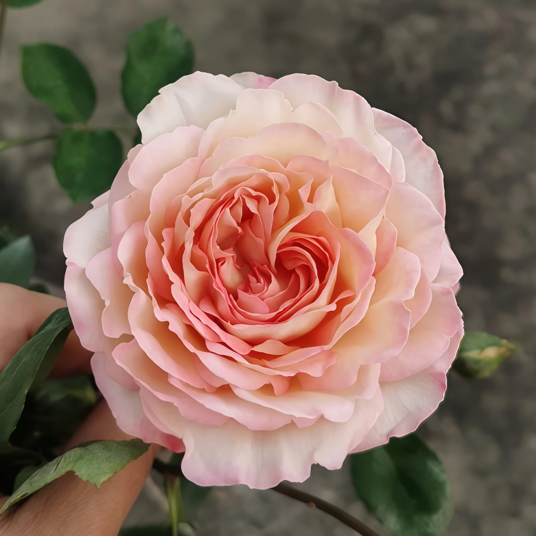 Yves Classic perfume Rose