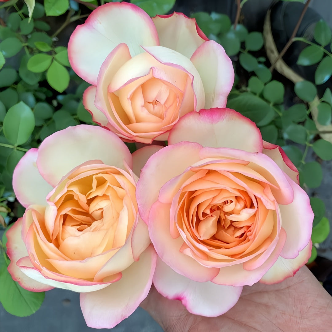 Yves Classic perfume Rose