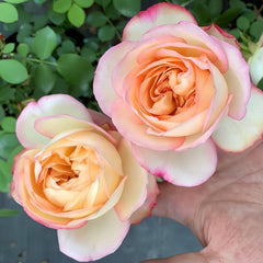 Yves Classic perfume Rose