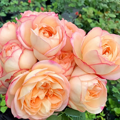 Yves Classic perfume Rose