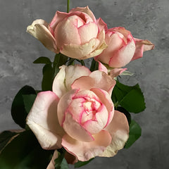 Yves Classic perfume Rose