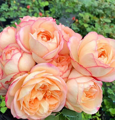 Yves Classic perfume Rose