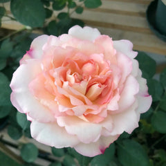 Yves Classic perfume Rose