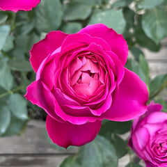 Yves Garden Scent Rose