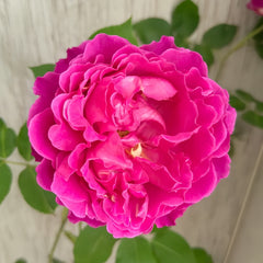 Yves Garden Scent Rose