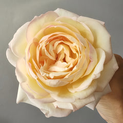 Yves Golden Piaget Rose