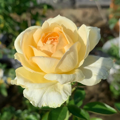 Yves Golden Piaget Rose