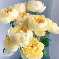 Yves Golden Piaget Rose