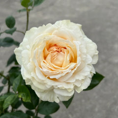 Yves Golden Piaget Rose