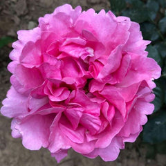 Yves Jeanne Loriod Rose