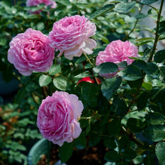 Yves Jeanne Loriod Rose